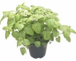 Zitronenmelisse FloraSelf Melissa Officinales 'Relax' Ø 12 Cm Topf