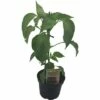 Peperoni FloraSelf Bio Capsicum Annuum 'Sweet Pep' Ø 9 Cm Topf 2 Peperoni FloraSelf Bio Capsicum Annuum 'Sweet Pep' Ø 9 Cm Topf -Hornbach Gartenmarkt DV 8 7832775 01 4c DE 20190628051651