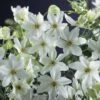 Waldrebe FloraSelf Clematis 'Joe' 53-70 Cm 2 Waldrebe FloraSelf Clematis 'Joe' 53-70 Cm -Hornbach Gartenmarkt DV 8 7879687 01 4c DE 20210329084700