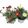 Strauchmargerita FloraSelf Chrysanthemum Frutescens Ø 10 Cm Topf Zufällige Sortenauswahl