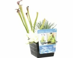 Teichpflanzen Set Für Miniteich FloraSelf Inkl. Treibring -Hornbach Gartenmarkt DV 8 7921326 06 4c DE 20210716071651