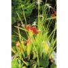 Teichpflanzen Set Für Miniteich FloraSelf Inkl. Treibring -Hornbach Gartenmarkt DV 8 7921326 07 4c DE 20210716071651