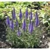 Ehrenpreis FloraSelf Veronica Spicata Co 3 L 2 Ehrenpreis FloraSelf Veronica Spicata Co 3 L -Hornbach Gartenmarkt DV 8 7938871 01 4c DE 20180305181937