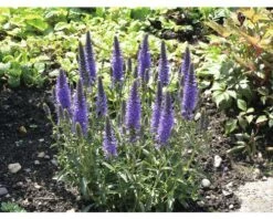 Ehrenpreis FloraSelf Veronica Spicata Co 3 L