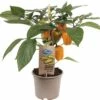 Snack-Paprika Gelb FloraSelf FloraSelf Capsicum Annuum Ø 14 Cm Topf -Hornbach Gartenmarkt DV 8 7950421 01 4c DE 20200828094758