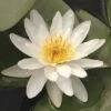 Seerose FloraSelf Nymphaea Marliacea 'Alba' Ø 18 Cm Topf -Hornbach Gartenmarkt DV 8 7967566 02 4c DE 20150828104917