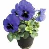 Stiefmütterchen FloraSelf Viola Wittrockiana Ø 12 Cm Topf Sortiert -Hornbach Gartenmarkt DV 8 7974381 01 4c DE 20190323211651