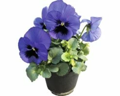Stiefmütterchen FloraSelf Viola Wittrockiana Ø 12 Cm Topf Sortiert