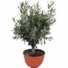 Olivenbaum FloraSelf Olea Europaea H 20-40 Cm Ø 25 Cm Topf -Hornbach Gartenmarkt DV 8 8048359 01 4c DE 20171220051039