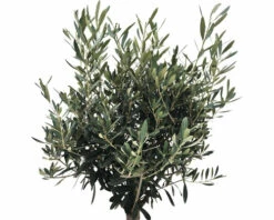 Olivenbaum FloraSelf Olea Europaea H 20-40 Cm Ø 25 Cm Topf -Hornbach Gartenmarkt DV 8 8048359 02 4c RO 20210610094755