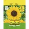 Sonnenblume 'Holiday' FloraSelf Samenfestes Saatgut Blumensamen -Hornbach Gartenmarkt DV 8 8074211 02 4c AT 20190411093338