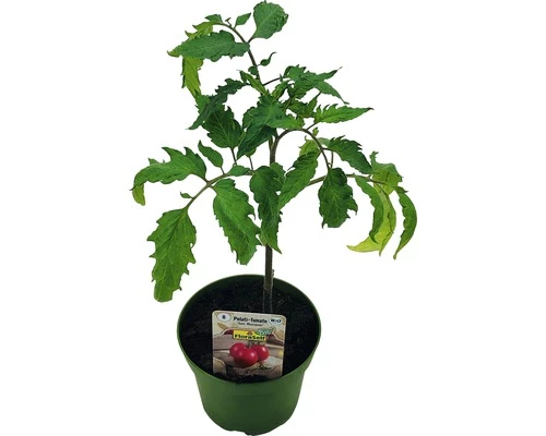 BIO Tomate 'San Marzano' FloraSelf Ø 9 Cm Topf 3 BIO Tomate 'San Marzano' FloraSelf Ø 9 Cm Topf