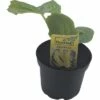 BIO Zucchini Gelb FloraSelf Bio Cucurbita Pepo 'Ferati' Ø 10,5 Cm Topf