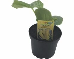 BIO Zucchini Gelb FloraSelf Bio Cucurbita Pepo 'Ferati' Ø 10,5 Cm Topf