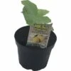 BIO Honigmelone FloraSelf Bio Cucumis Melo 'Petit Gris De Rennes' Ø 10,5 Cm Topf