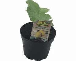 BIO Honigmelone FloraSelf Bio Cucumis Melo 'Petit Gris De Rennes' Ø 10,5 Cm Topf