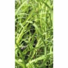 Bio Zitronengras FloraSelf Bio Cymbopogon Citratus Ø 12 Cm Topf 2 Bio Zitronengras FloraSelf Bio Cymbopogon Citratus Ø 12 Cm Topf -Hornbach Gartenmarkt DV 8 8106257 01 4c DE 20210416120839