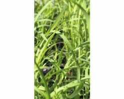 Bio Zitronengras FloraSelf Bio Cymbopogon Citratus Ø 12 Cm Topf