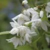 Zierliche Deutzie FloraSelf Deutzia Gracilis H 40-50 Cm Co 4 L