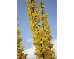 Goldglöckchen, Forsythie FloraSelf Forsythia Intermedia 'Goldrausch' H 50-60 Cm Co 4 L -Hornbach Gartenmarkt DV 8 8109646 03 4c DE 20150519143000