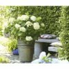Ballhortensie Endless Summer FloraSelf Hydrangea Macrophylla 'The Bride' H 50-60 Cm Co 5 L