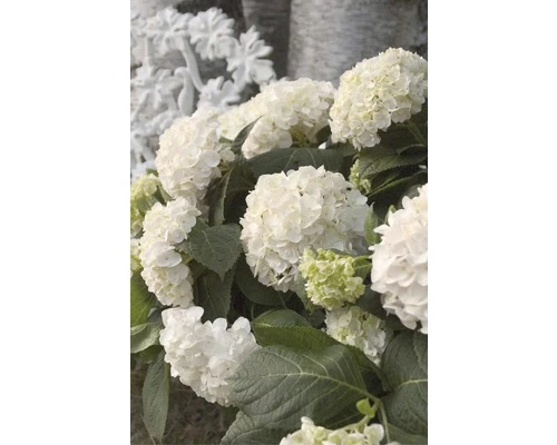 Ballhortensie Endless Summer FloraSelf Hydrangea Macrophylla 'The Bride' H 50-60 Cm Co 5 L 4 Ballhortensie Endless Summer FloraSelf Hydrangea Macrophylla 'The Bride' H 50-60 Cm Co 5 L – Bild 2