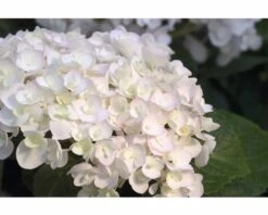Ballhortensie Endless Summer FloraSelf Hydrangea Macrophylla 'The Bride' H 50-60 Cm Co 5 L -Hornbach Gartenmarkt DV 8 8109652 03 4c NL 20200507051659