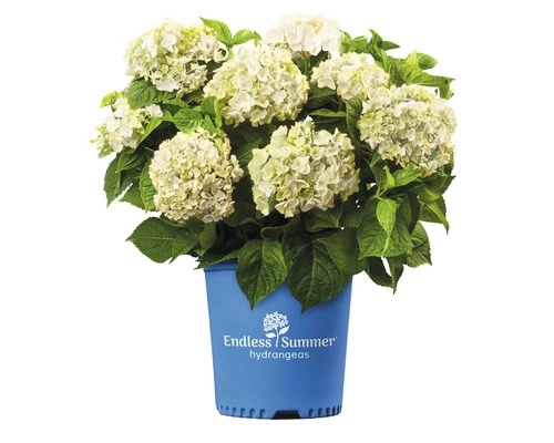 Ballhortensie Endless Summer FloraSelf Hydrangea Macrophylla 'The Bride' H 50-60 Cm Co 5 L 5 Ballhortensie Endless Summer FloraSelf Hydrangea Macrophylla 'The Bride' H 50-60 Cm Co 5 L – Bild 3