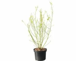 Ranunkelstrauch FloraSelf Kerria Japonica "Golden Guinea" H 60-80 Cm Co 4,5 L -Hornbach Gartenmarkt DV 8 8109665 01 4c DE 20200309161656