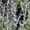 Silberbusch, Blauraute FloraSelf Perovskia Atriplicifolia 'Little Spire' H 30-40 Cm Co 4 L -Hornbach Gartenmarkt DV 8 8109670 01 4c DE 20150519125400
