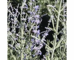 Silberbusch, Blauraute FloraSelf Perovskia Atriplicifolia 'Little Spire' H 30-40 Cm Co 4 L