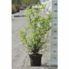 Gartenjasmin, Pfeifenstrauch FloraSelf Philadelphus 'Minnesota Snowflake' H 60-80 Cm Co 4 L -Hornbach Gartenmarkt DV 8 8109671 01 4c DE 20150519125418