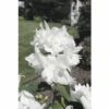 Pfeifenstrauch, Gartenjasmin 'Snowgoose' FloraSelf Philadelphus 'Snowgoose' H 60-80 Cm Co 4 L -Hornbach Gartenmarkt DV 8 8109673 01 4c DE 20150519143714
