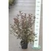 Rotblättrige Fasanenspiere, Blasenspiere FloraSelf Physocarpus Opulifolius 'Diabolo'® H 60-80 Cm Co 4 L -Hornbach Gartenmarkt DV 8 8109675 05 4c DE 20150519134445