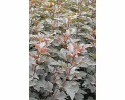 Rotblättrige Fasanenspiere, Blasenspiere FloraSelf Physocarpus Opulifolius 'Diabolo'® H 60-80 Cm Co 4 L -Hornbach Gartenmarkt DV 8 8109675 06 4c DE 20150519161304