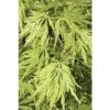 Grüner Schlitzahorn FloraSelf Acer Palmatum 'Dissectum Viridis' H 100-125 Cm Co 15 L -Hornbach Gartenmarkt DV 8 8109694 01 4c DE 20191019211656