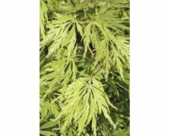 Grüner Schlitzahorn FloraSelf Acer Palmatum 'Dissectum Viridis' H 100-125 Cm Co 15 L
