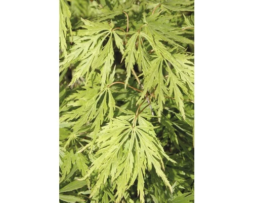 Grüner Schlitzahorn FloraSelf Acer Palmatum 'Dissectum Viridis' H 100-125 Cm Co 15 L 3 Grüner Schlitzahorn FloraSelf Acer Palmatum 'Dissectum Viridis' H 100-125 Cm Co 15 L