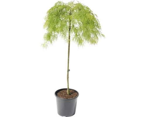 Grüner Schlitzahorn FloraSelf Acer Palmatum 'Dissectum Viridis' H 100-125 Cm Co 15 L 4 Grüner Schlitzahorn FloraSelf Acer Palmatum 'Dissectum Viridis' H 100-125 Cm Co 15 L – Bild 2