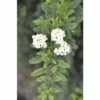 Spierstrauch FloraSelf Spiraea Nipponica 'Snowmound' H 100-125 Cm Co 15 L -Hornbach Gartenmarkt DV 8 8109704 02 4c DE 20191019211655