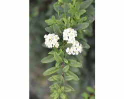 Spierstrauch FloraSelf Spiraea Nipponica 'Snowmound' H 100-125 Cm Co 15 L