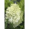 Rispenhortensie FloraSelf Hydrangea Paniculata 'Phantom' H 100-125 Cm Co 15 L -Hornbach Gartenmarkt DV 8 8109740 01 4c DE 20171213114755