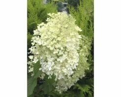 Rispenhortensie FloraSelf Hydrangea Paniculata 'Phantom' H 100-125 Cm Co 15 L