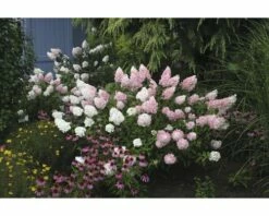 Rispenhortensie FloraSelf Hydrangea Paniculata 'Pinky Winky' H 80-100 Cm Co 15 L -Hornbach Gartenmarkt DV 8 8109742 02 4c DE 20200313181657
