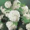 Gefüllter Schneeball, Echter Schneeball FloraSelf Viburnum Opulus 'Roseum' H 100-125 Cm Co 15 L -Hornbach Gartenmarkt DV 8 8109750 01 4c DE 20150519160002
