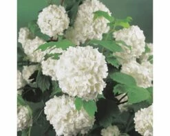 Gefüllter Schneeball, Echter Schneeball FloraSelf Viburnum Opulus 'Roseum' H 100-125 Cm Co 15 L