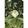 Seidiger Hartriegel FloraSelf Cornus Stolonifera 'Flaviramea' H 50-60 Cm Co 4 L -Hornbach Gartenmarkt DV 8 8109768 01 4c DE 20150519154940