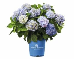 Ballhortensie Endless Summer FloraSelf Hydrangea Macrophylla H 50-60 Cm Co 5 L Blau -Hornbach Gartenmarkt DV 8 8109775 03 4c NL 20200507051659