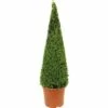 Buchsbaum-Pyramide FloraSelf Buxus Sempervirens H 90-105 Cm Co 12 L -Hornbach Gartenmarkt DV 8 8117257 01 4c DE 20160213190945