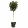 Mittelmeer Schneeball FloraSelf Viburnum Tinus H 80-100 Cm Co 12 L 1 Mittelmeer Schneeball FloraSelf Viburnum Tinus H 80-100 Cm Co 12 L -Hornbach Gartenmarkt DV 8 8119474 01 4c CH 20181017124655